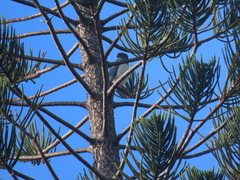 Accipiter haplochrous