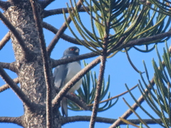 Accipiter haplochrous