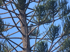 Accipiter haplochrous