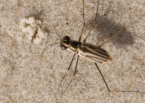 Abroscelis tenuipes