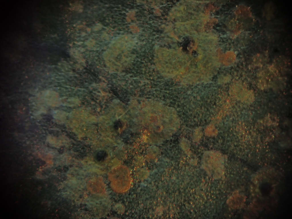 Trichothelium