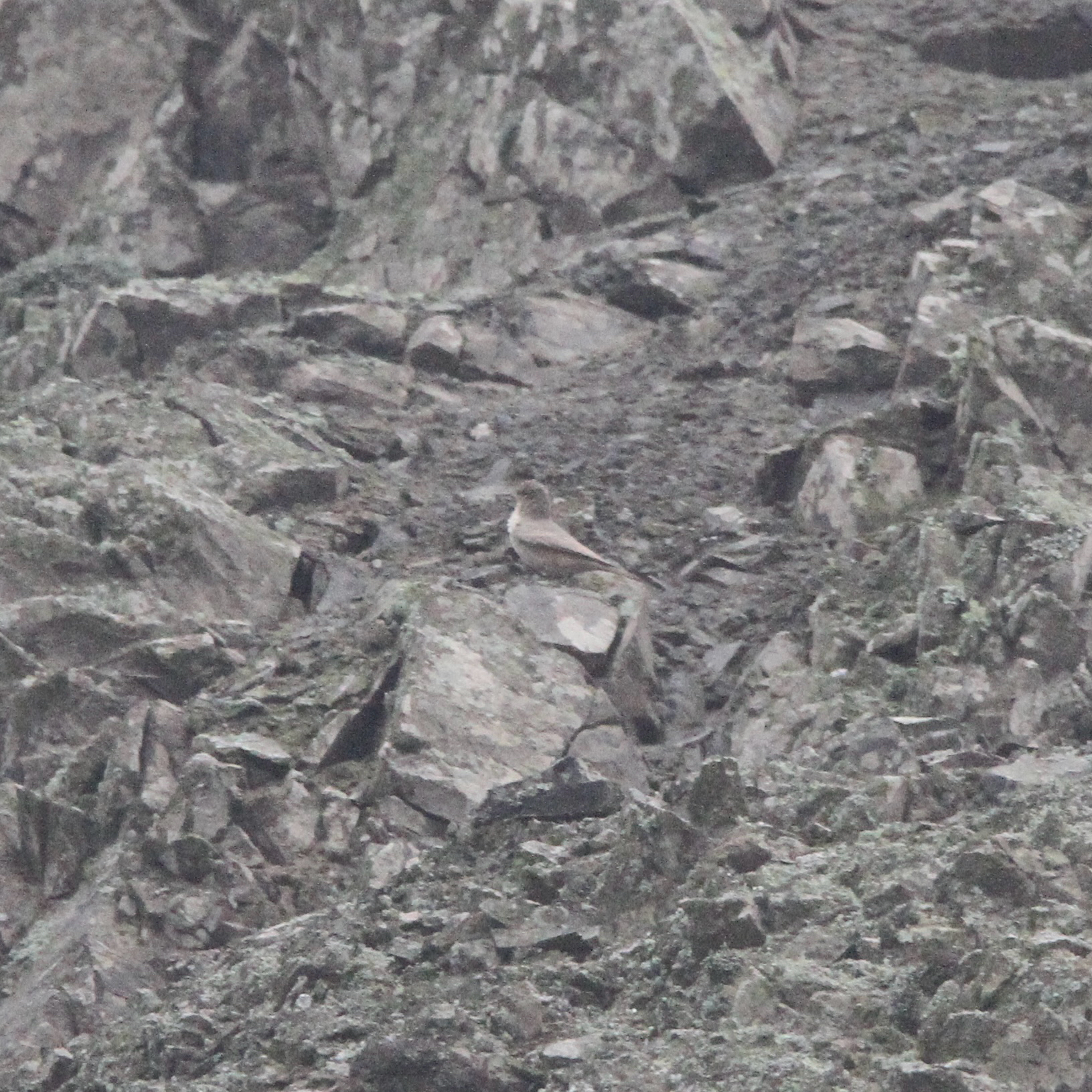 Greyish Miner (Geositta maritima), photo 5