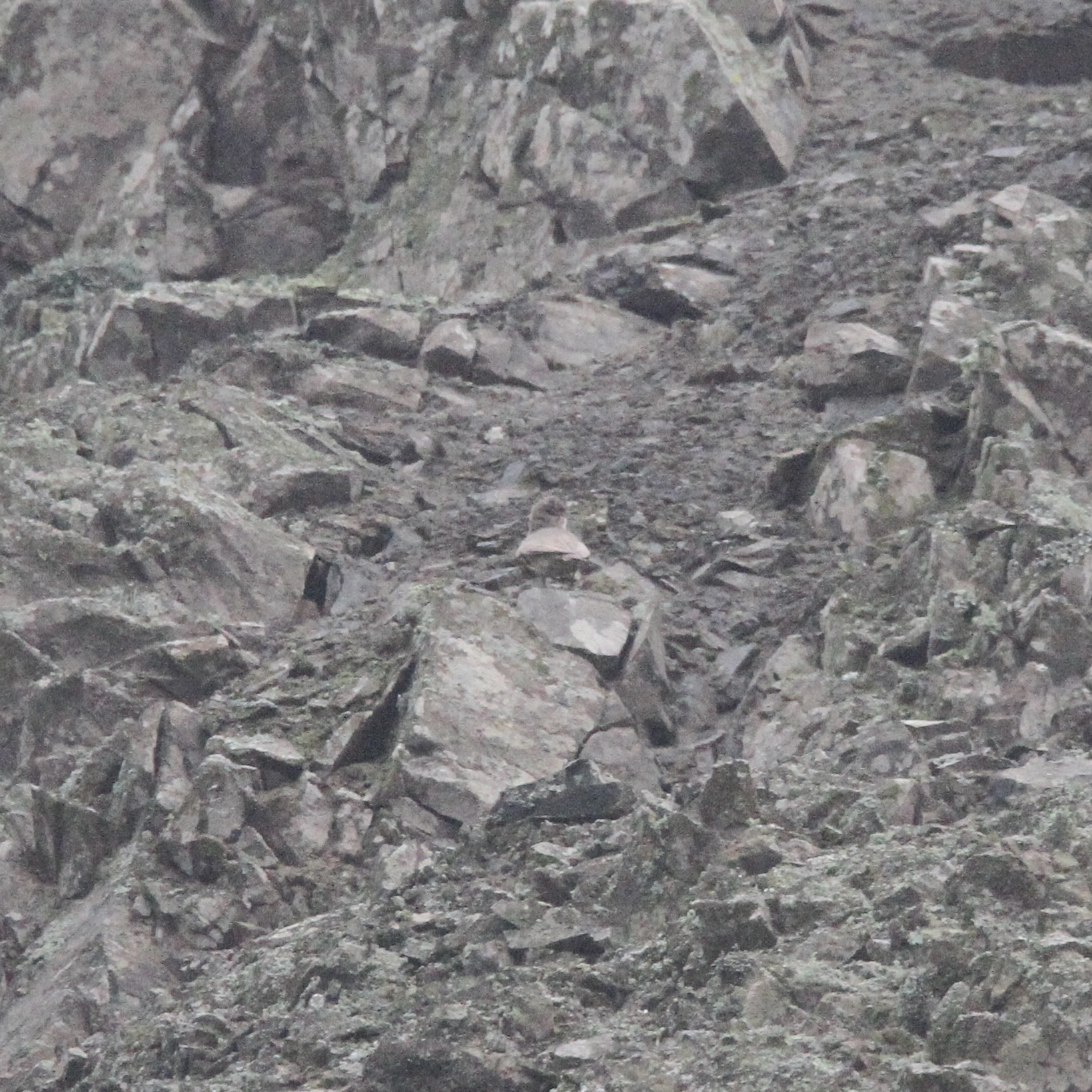 Greyish Miner (Geositta maritima), photo 4