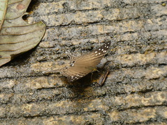 Marpesia merops
