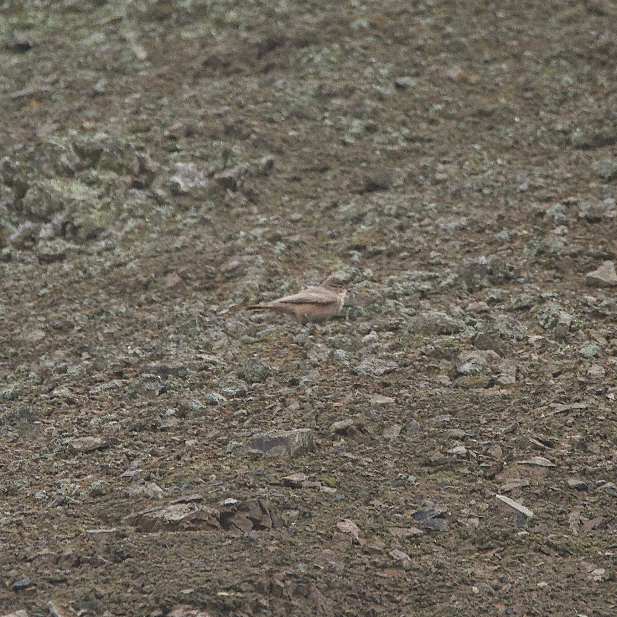 Greyish Miner (Geositta maritima), photo 2