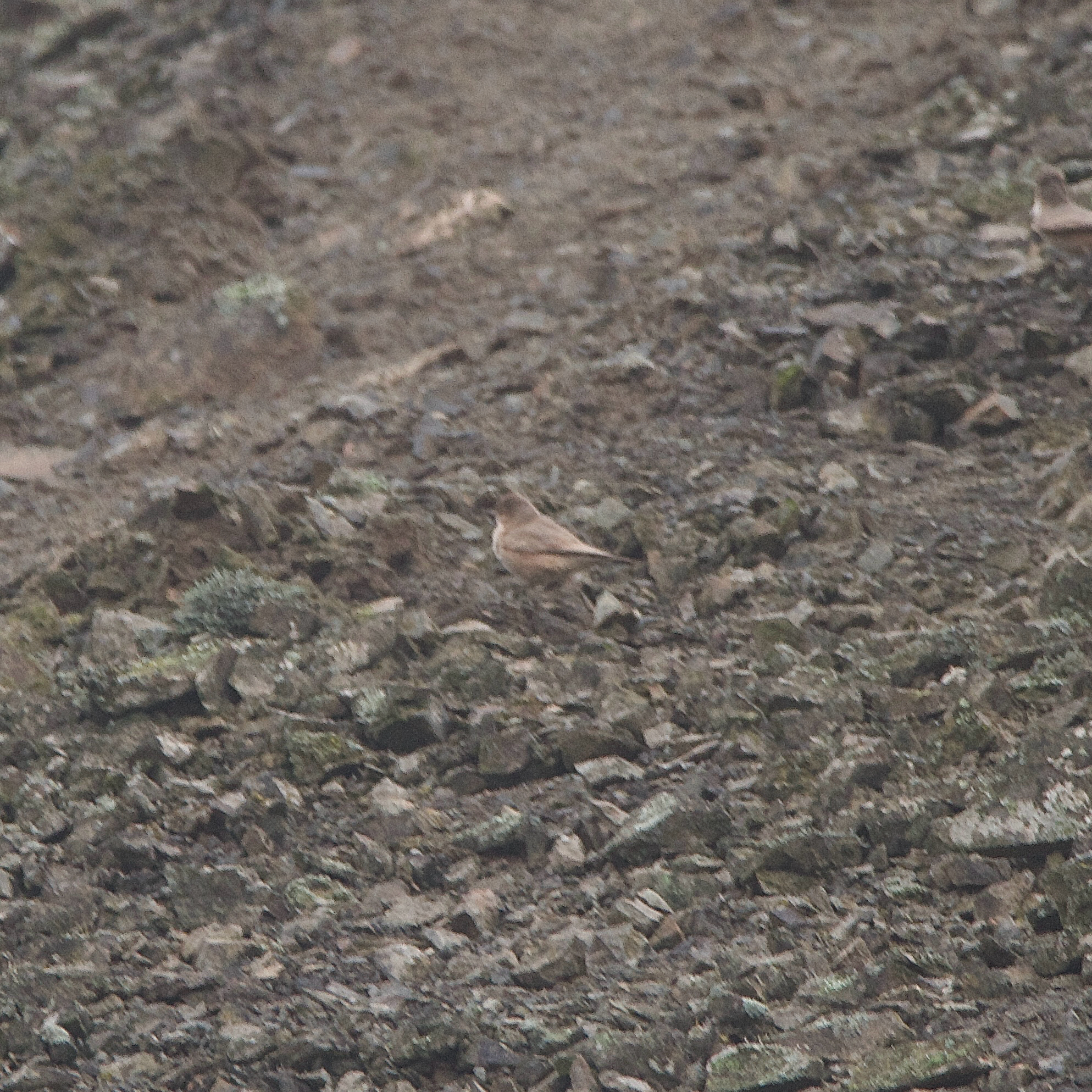 Greyish Miner (Geositta maritima), photo 3