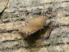 Marpesia merops