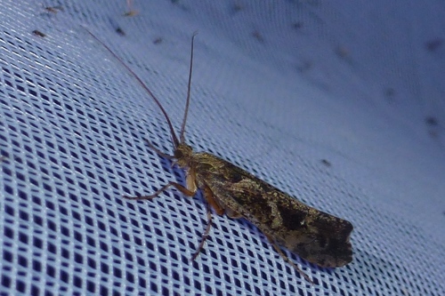Mottled Sedge
