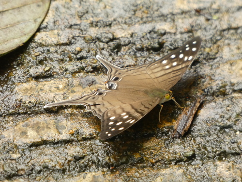 Spot-banded Daggerwing