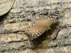 Marpesia merops