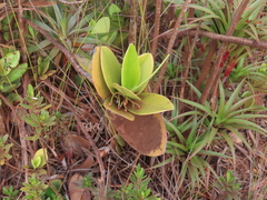 Garcinia amplexicaulis
