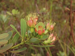 Xanthostemon aurantiacus