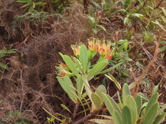 Xanthostemon aurantiacus