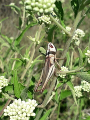 Staurorhectus longicornis