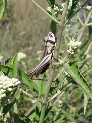 Staurorhectus longicornis
