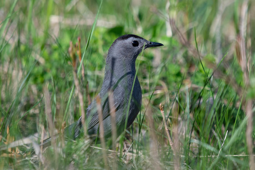 Gray Catbird photographed in Minnesota