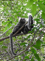 Callithrix jacchus