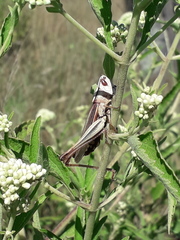 Staurorhectus longicornis
