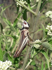 Staurorhectus longicornis