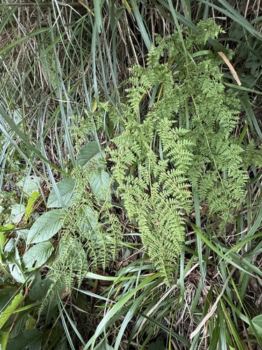 Athyrium atkinsonii observed 2025-08-27