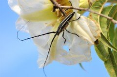 Sphaenothecus trilineatus