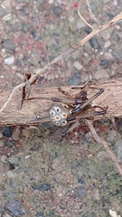 Latrodectus geometricus