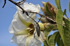 Sphaenothecus trilineatus