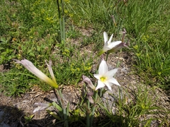 Zephyranthes