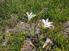 Zephyranthes