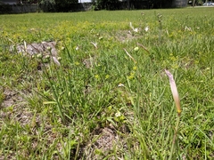 Zephyranthes