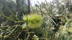 Melaleuca linearis acerosa
