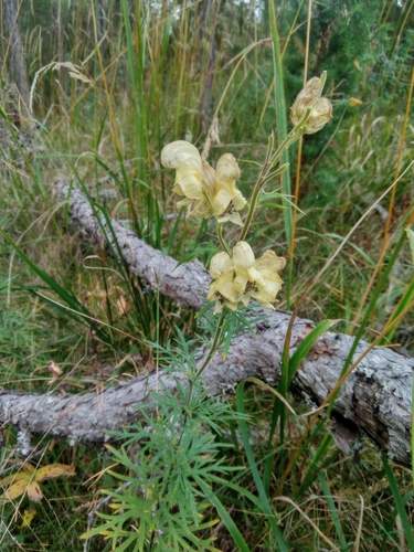 Yellow monkshood (Aconitum anthora)