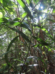 Flagellaria