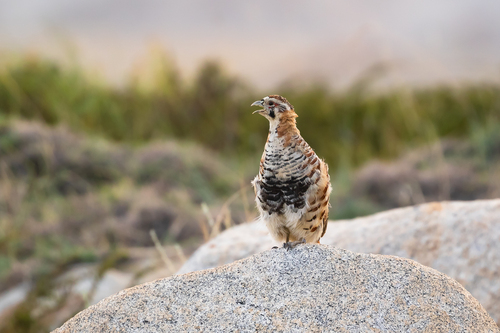 Tibetan Partridge (Perdix hodgsoniae)