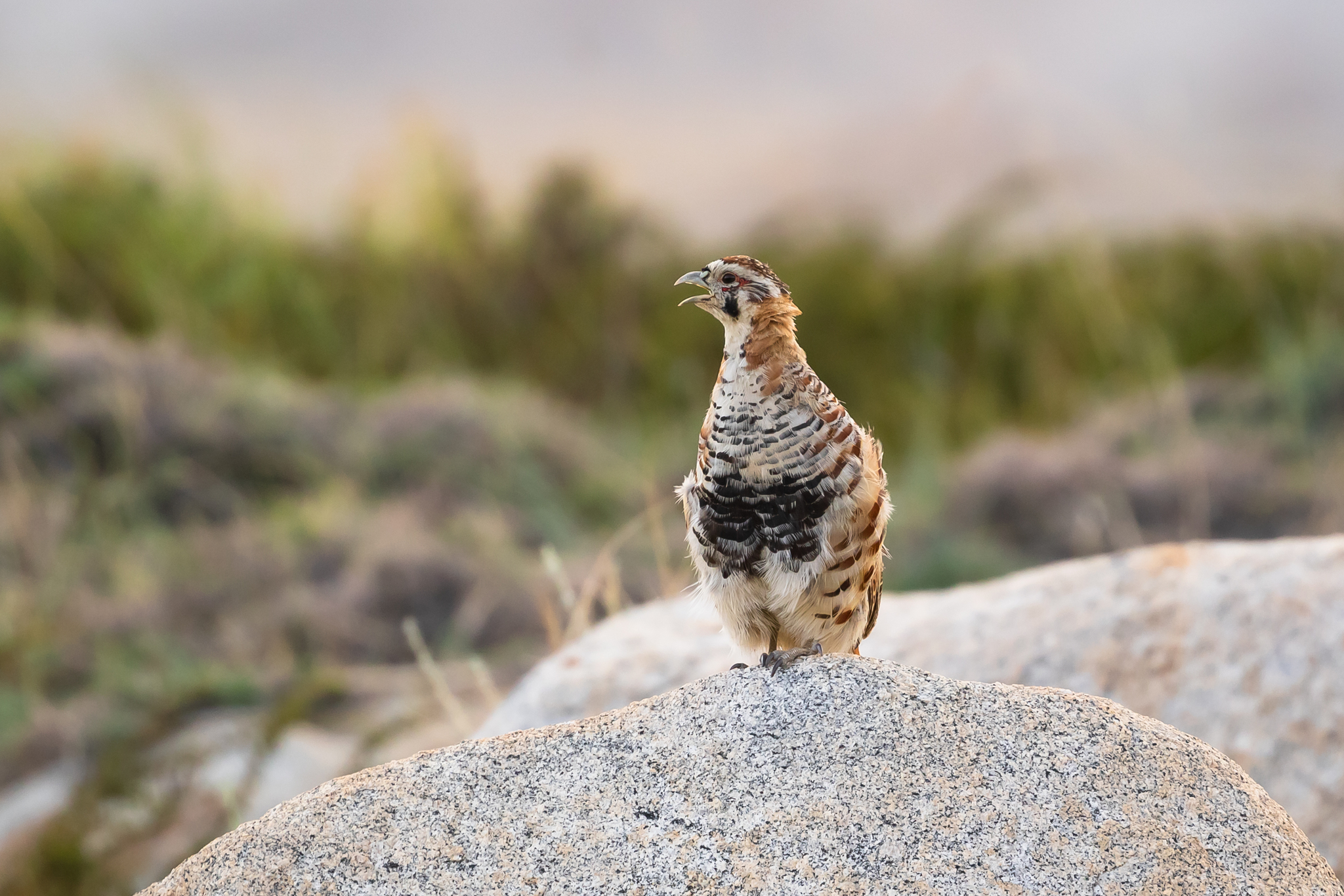 Tibetan Partridge (Perdix hodgsoniae), photo 1