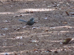 Rhipidura verreauxi verreauxi