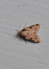 Aglossa costiferalis
