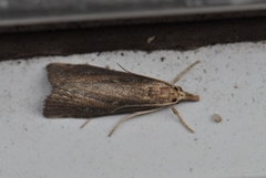 Thopeutis forbesellus