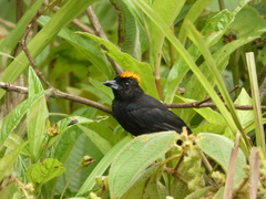 Tachyphonus delatrii