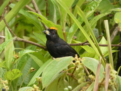 Tachyphonus delatrii