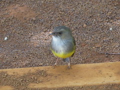 Eopsaltria flaviventris