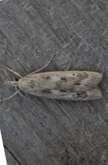 Occidentalia comptulatalis