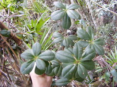 Jacquinia clarendonensis