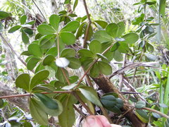 Jacquinia clarendonensis