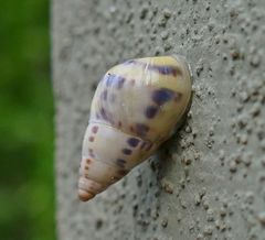 Drymaeus interpunctus