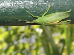 Phyllomimus klapperichi