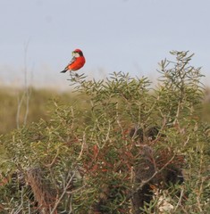 Epthianura tricolor