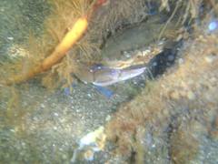 Callinectes arcuatus