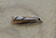 Catoptria latiradiellus