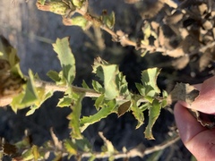 Hazardia squarrosa grindelioides